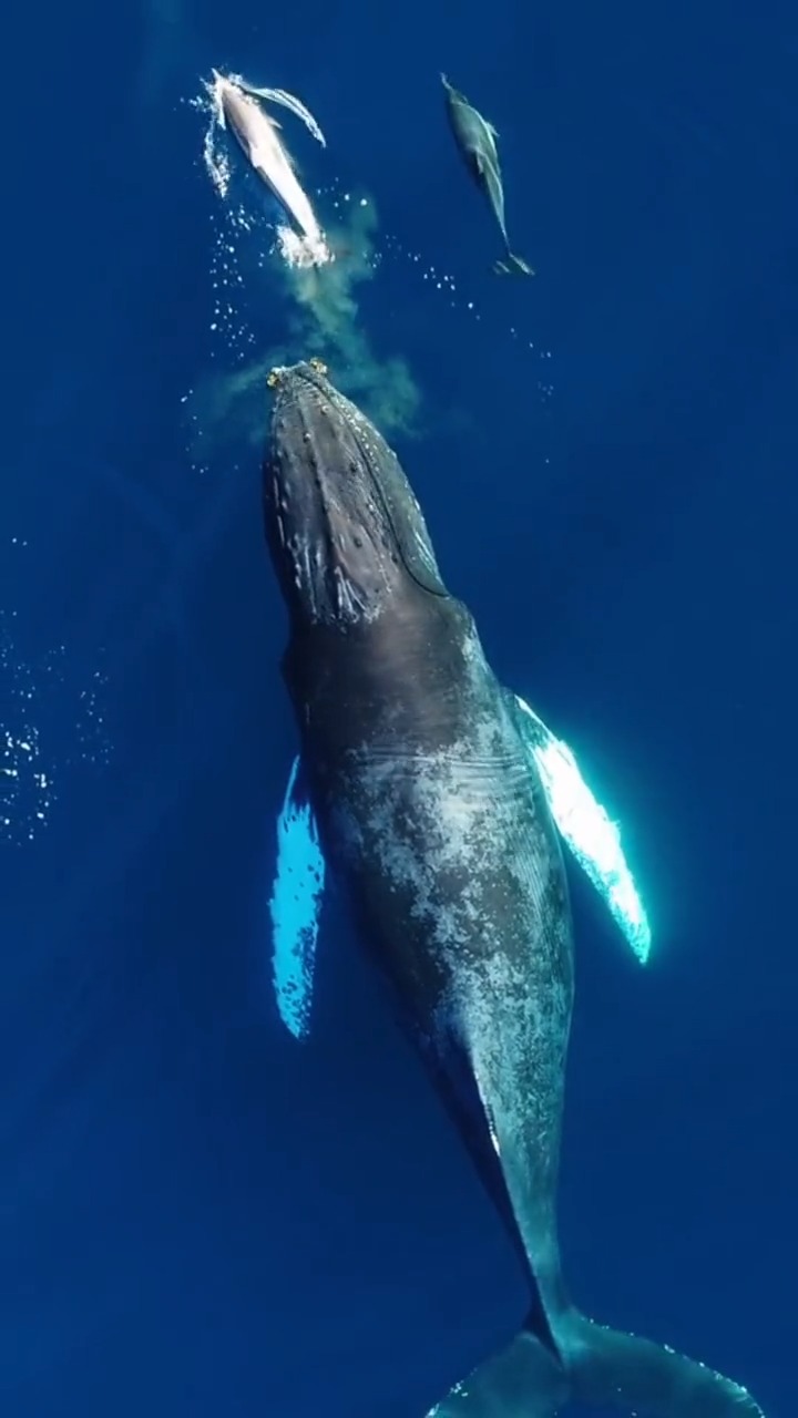 世界上最大的哺乳动物蓝鲸,海豚伴游.-度小视