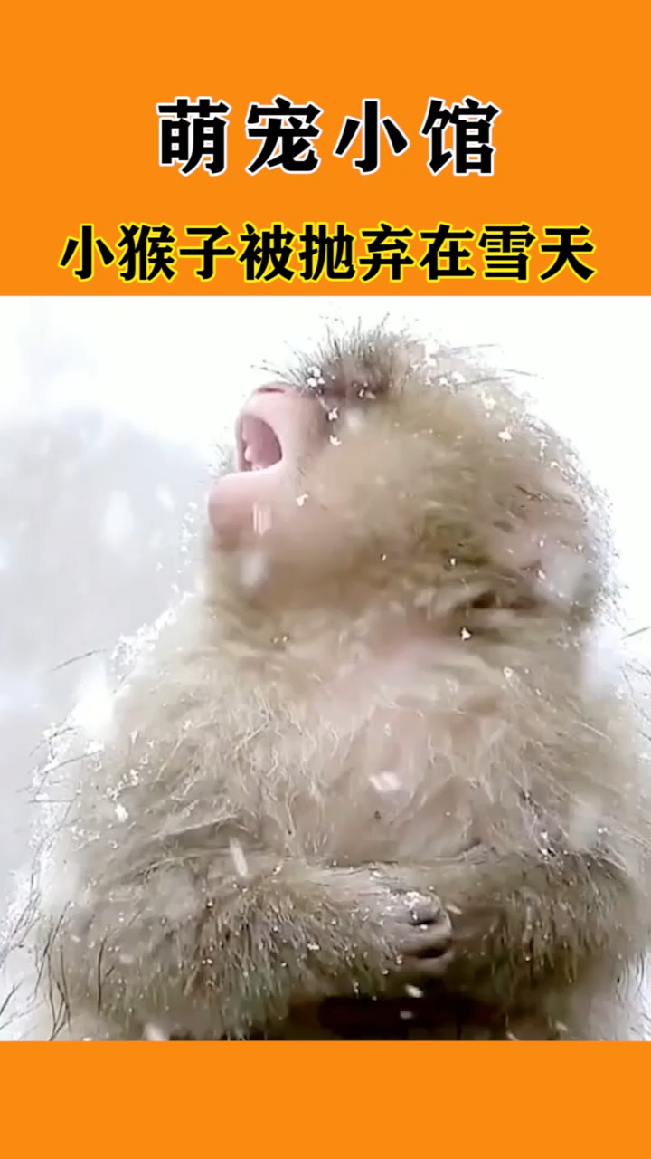 我要上热门#小猴子被抛弃在雪天,哭的很伤心