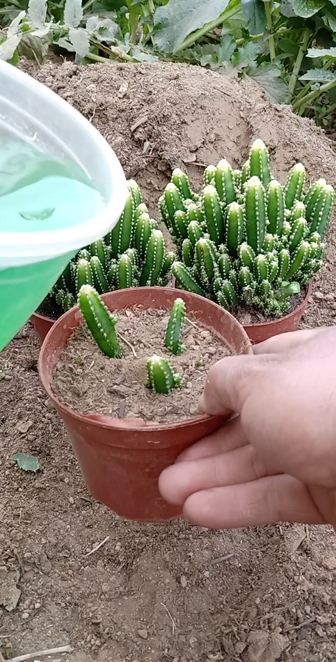 扦插技术#万重山扦插技术,成活率百分之百,你学会了吗?