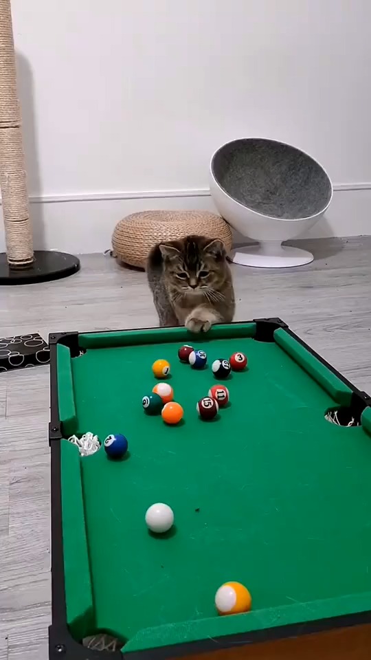 搞笑段子剧玩桌球这一块整个喵星界我只服这只猫咪
