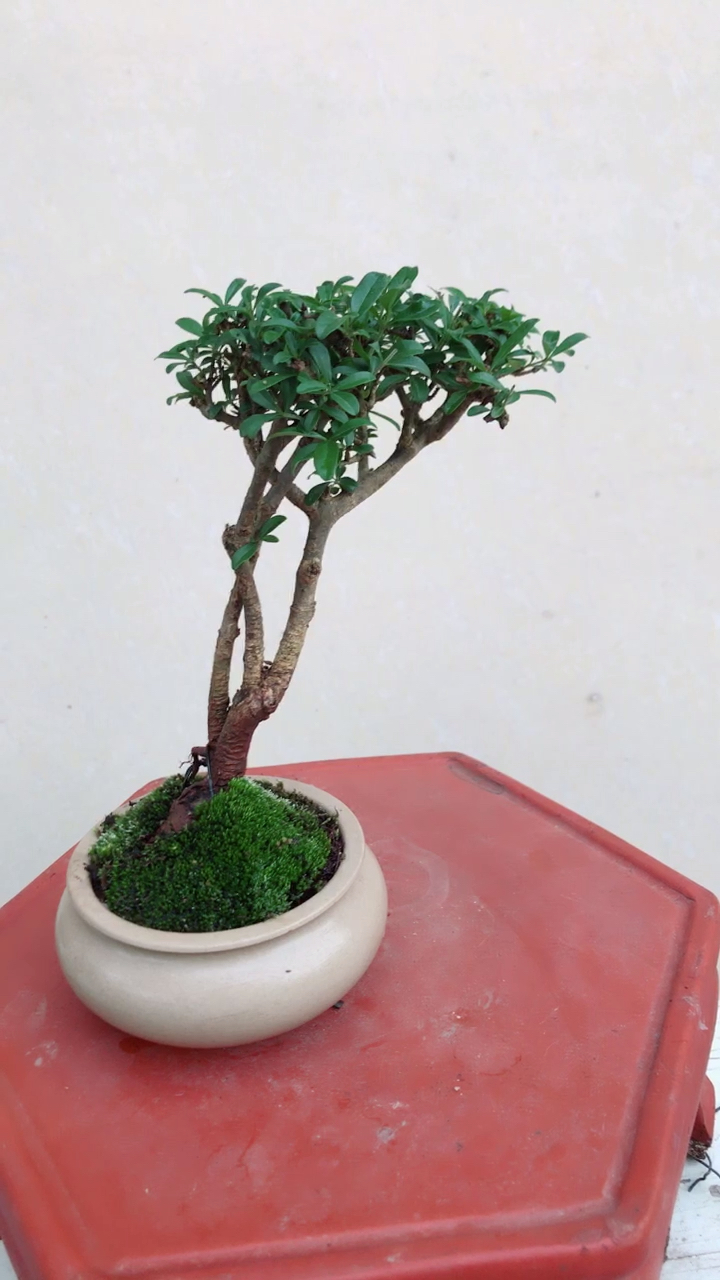 云片水腊
