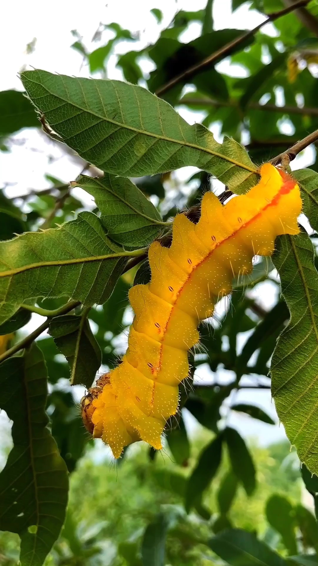 五颜六色的柞蚕,你见过吗?