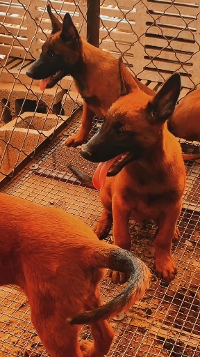 自家养的精品爆红马犬