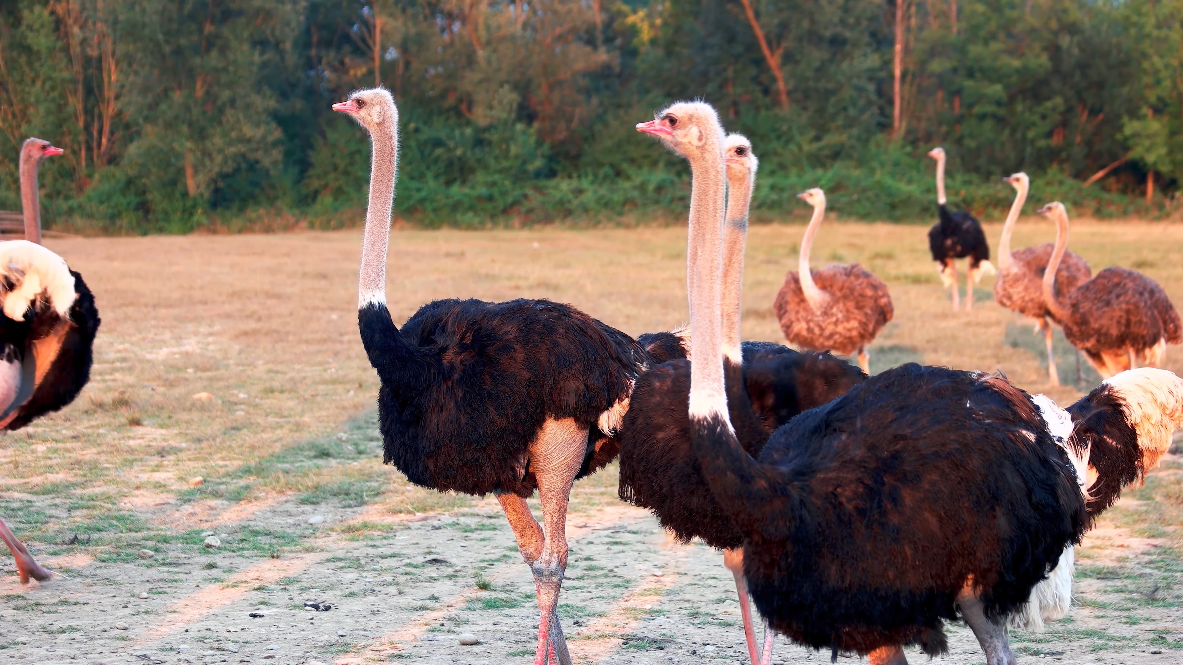 鸵鸟#水中嬉戏游玩的鸵鸟群