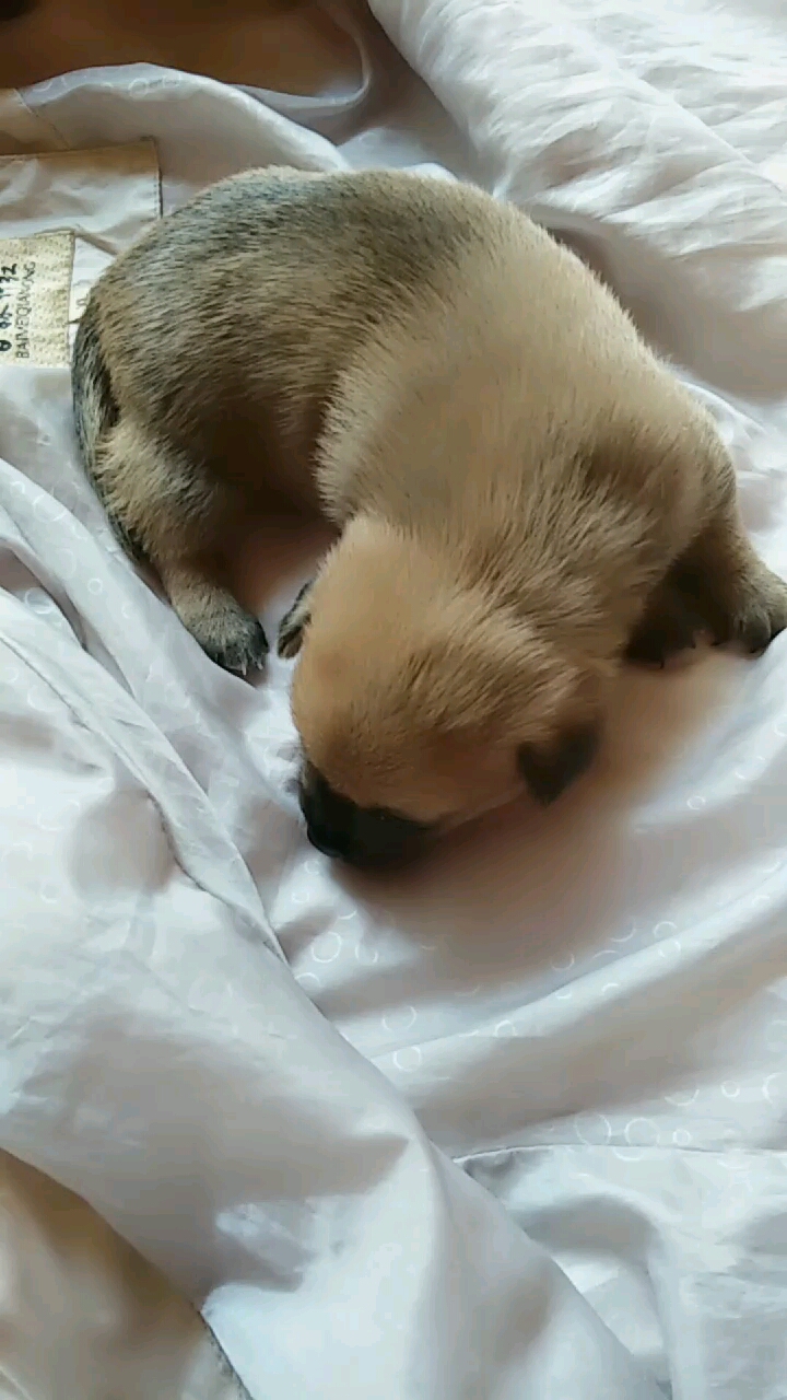 出生20天的小奶狗,好可爱