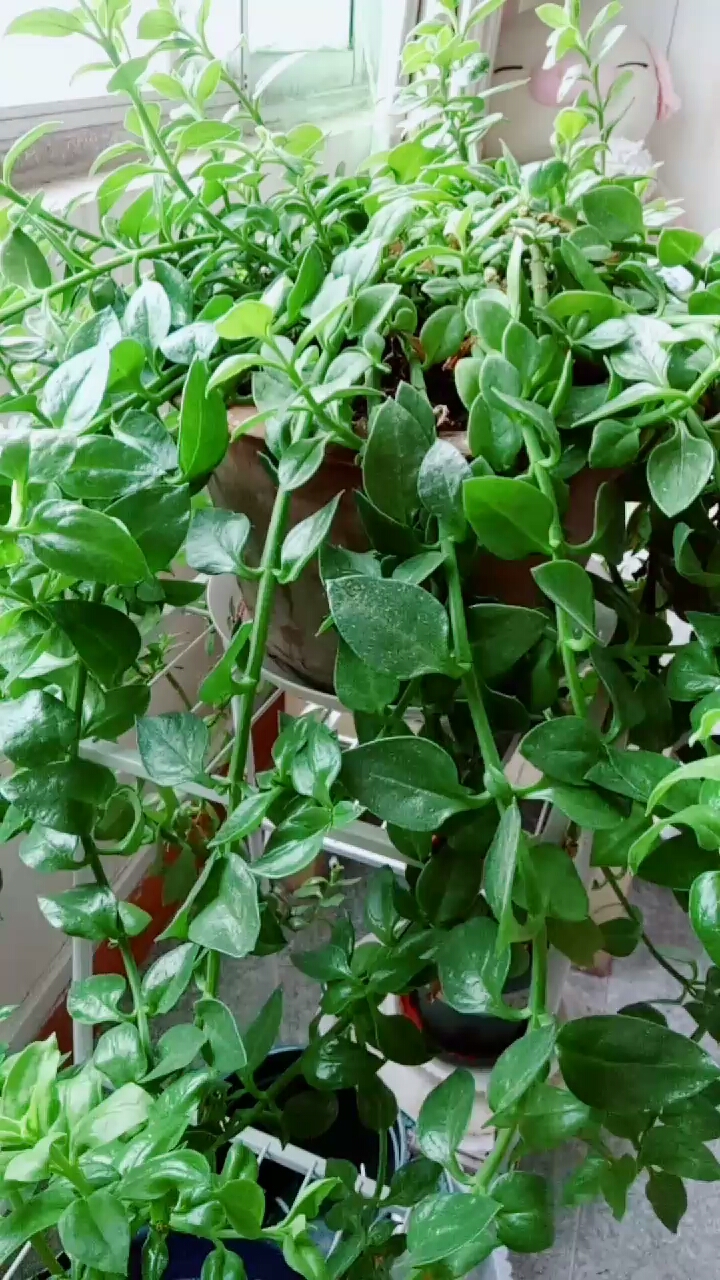 只长叶不开花的牡丹吊兰