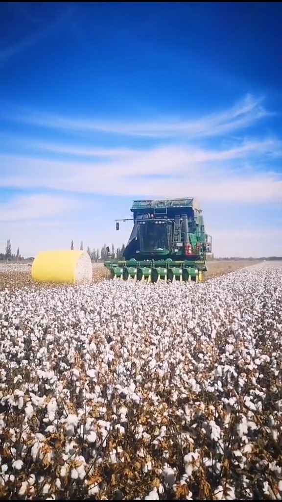 新疆#新疆棉花收割机械化操作,人均管理面基可达200亩!