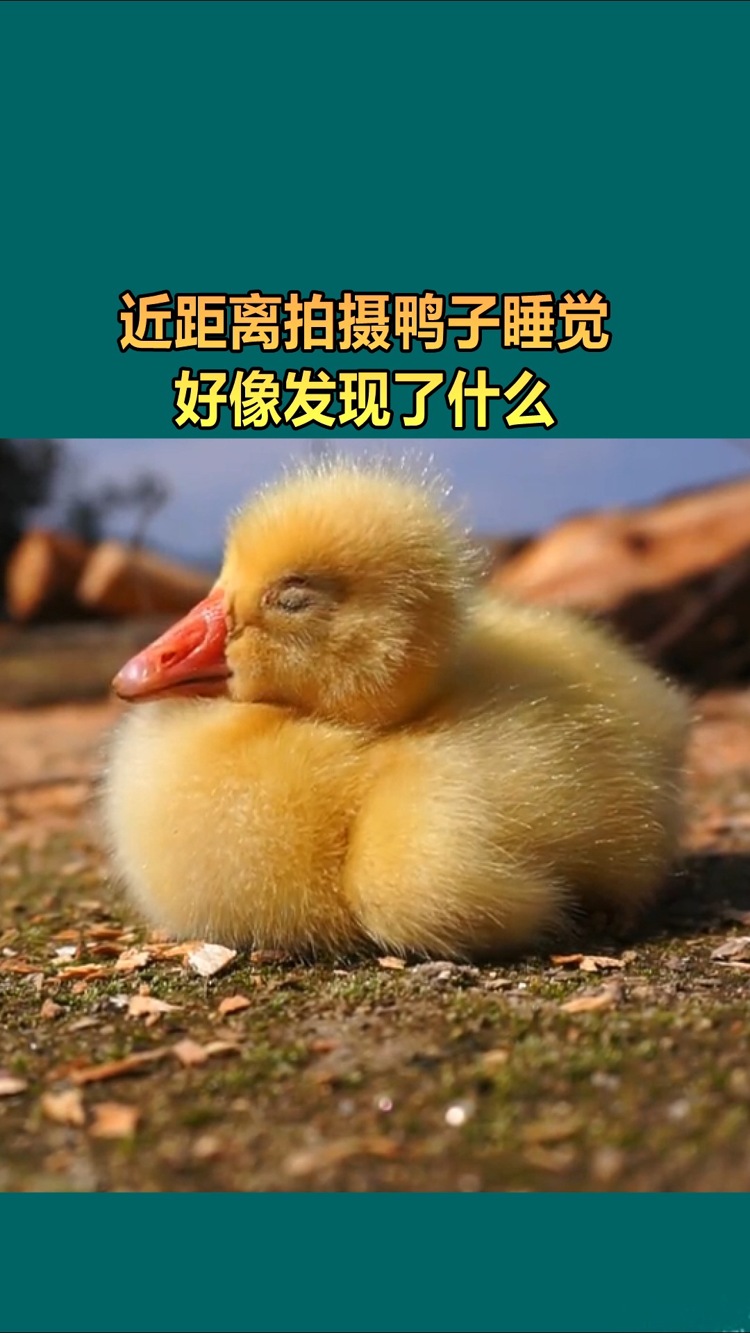 我要上热门#近距离拍摄鸭子睡觉,好像发现了什么!