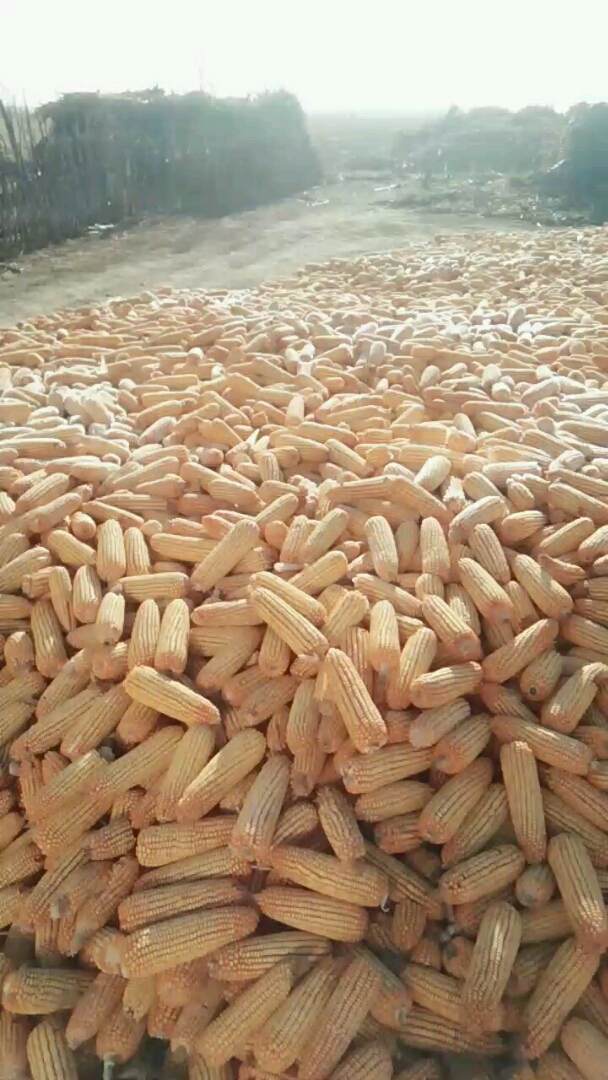 玉米一大堆