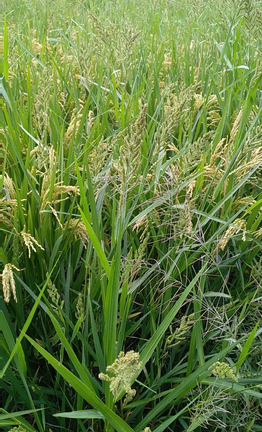 #我和秋天撞个满怀#功夫不够到家,稻子长稗草