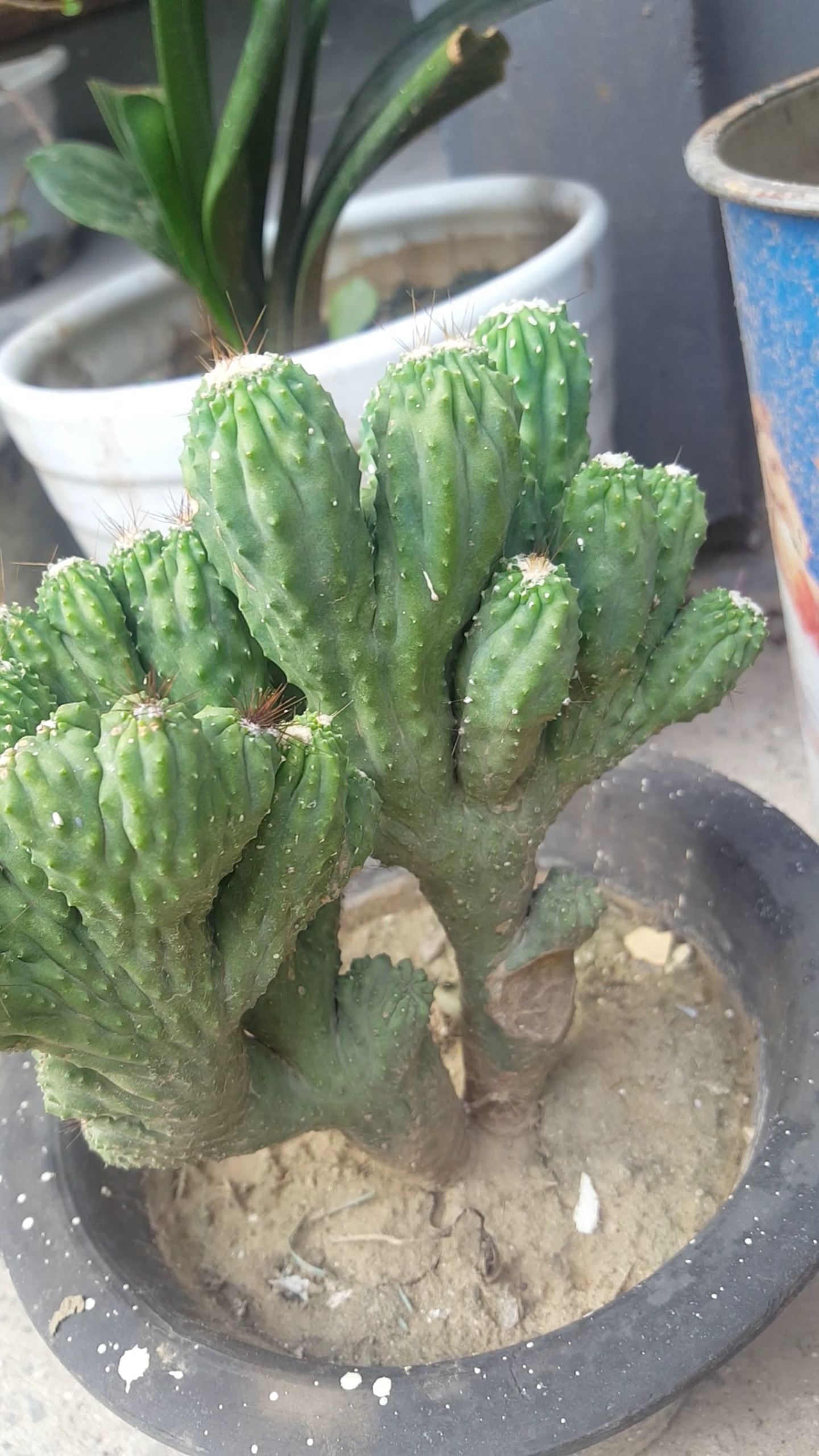 漂亮的仙人掌,仙人棍类的花卉真好看!