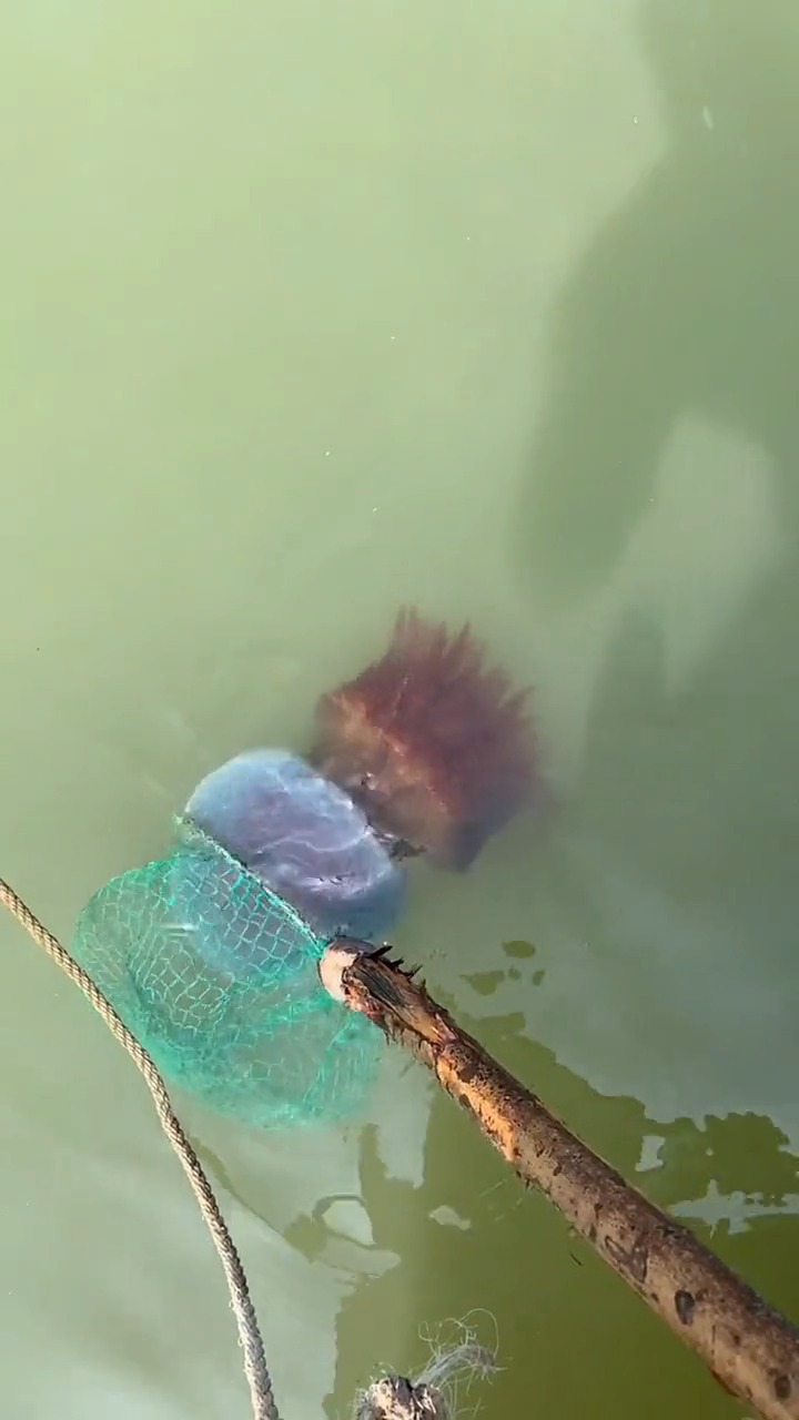 我要上热门#大家都吃过海蜇有没有见过活的大海蜇