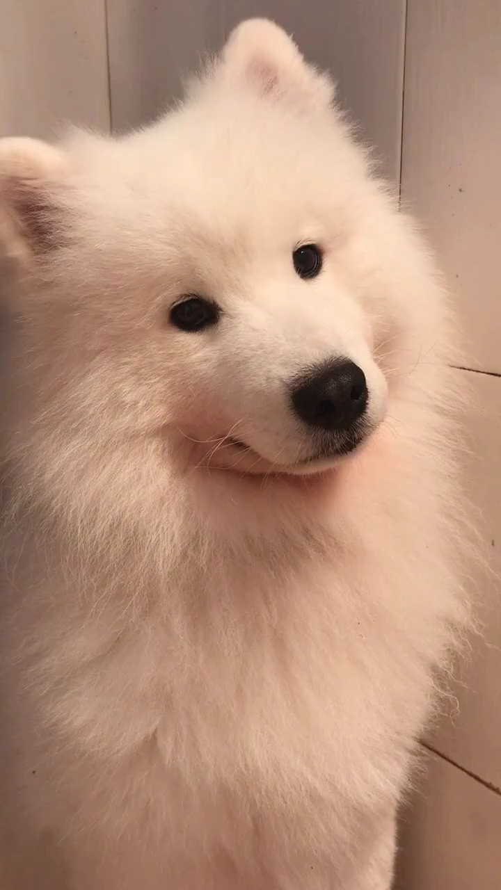 我家萌宠成精了#萨摩耶歪头好可爱