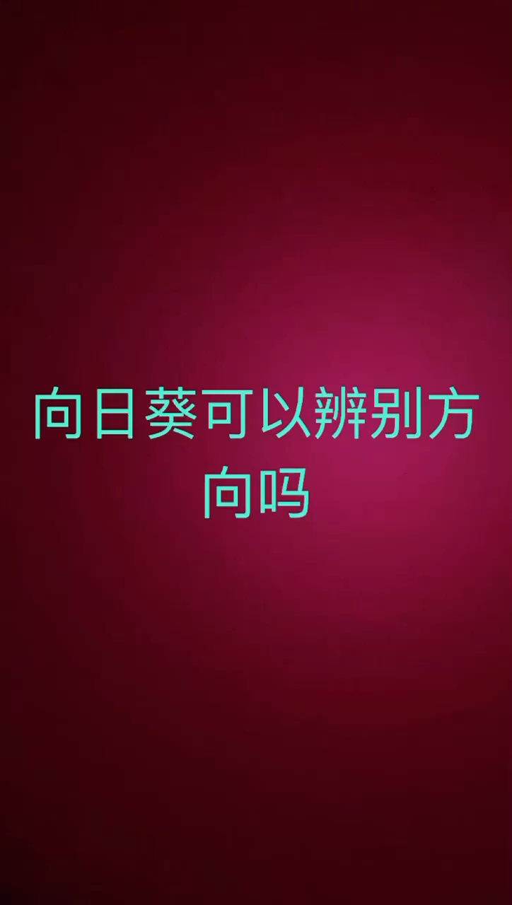 我来告诉你向日葵可以辨别方向吗