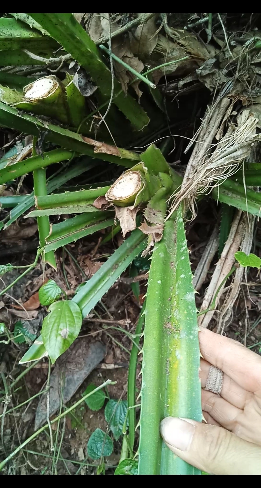 乡村生活#认识这个吗?我们叫它"勒古",以前它粽子用它做绑带的.