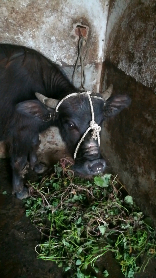 有鼻伤的小水牛,开心地吃着草,热衷于表现在镜头前
