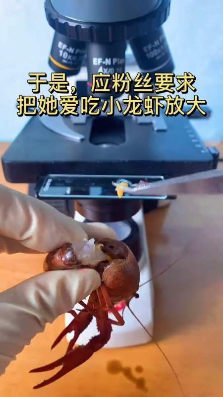 小龙虾用显微镜放大1000倍,都说它的寄生虫多,眼见为实!-度小视