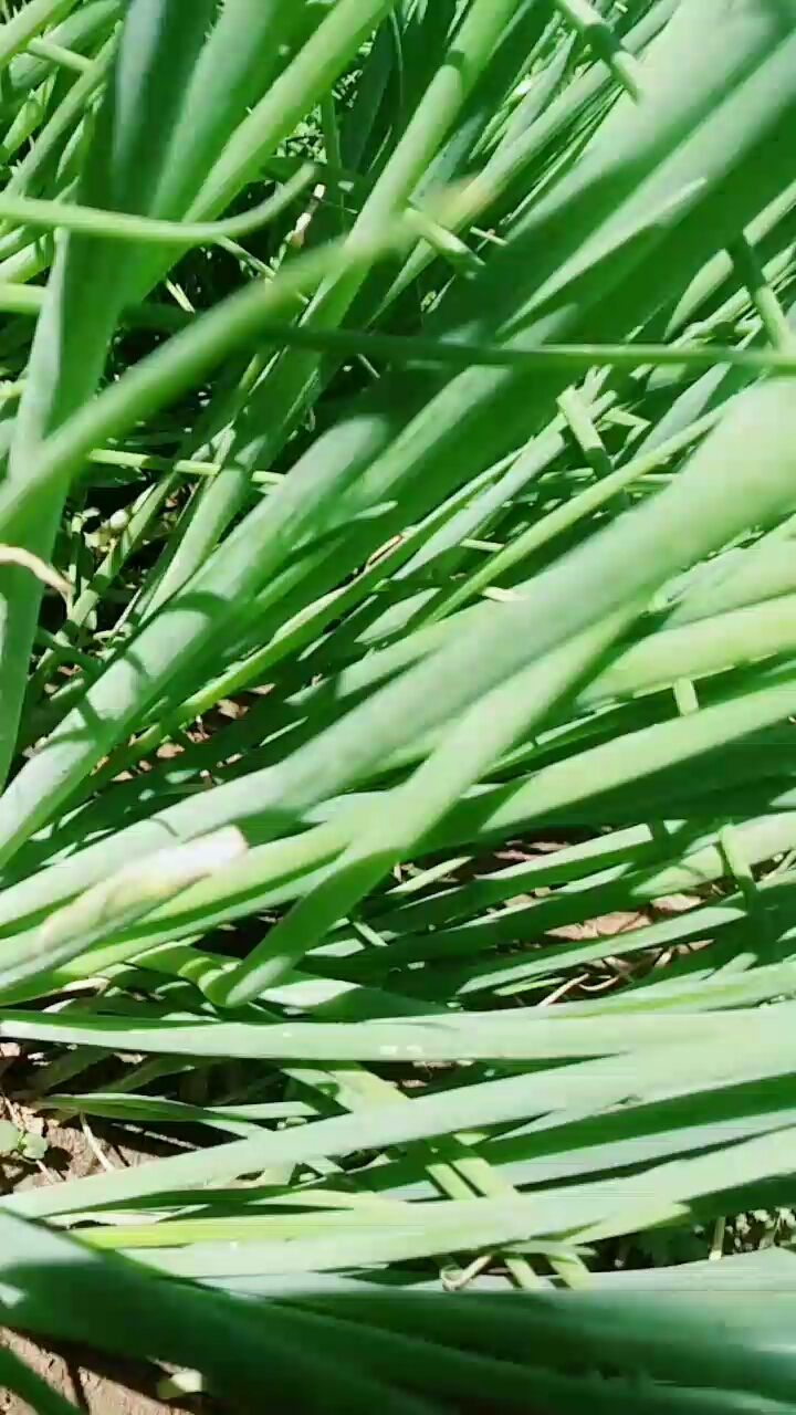 看这小葱儿多嫩生