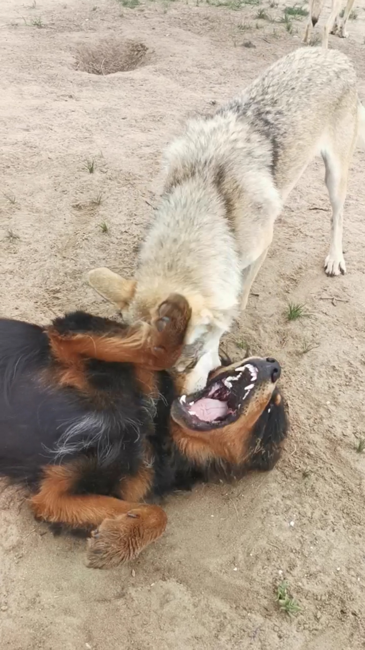 藏獒拿狼练锁喉功夫