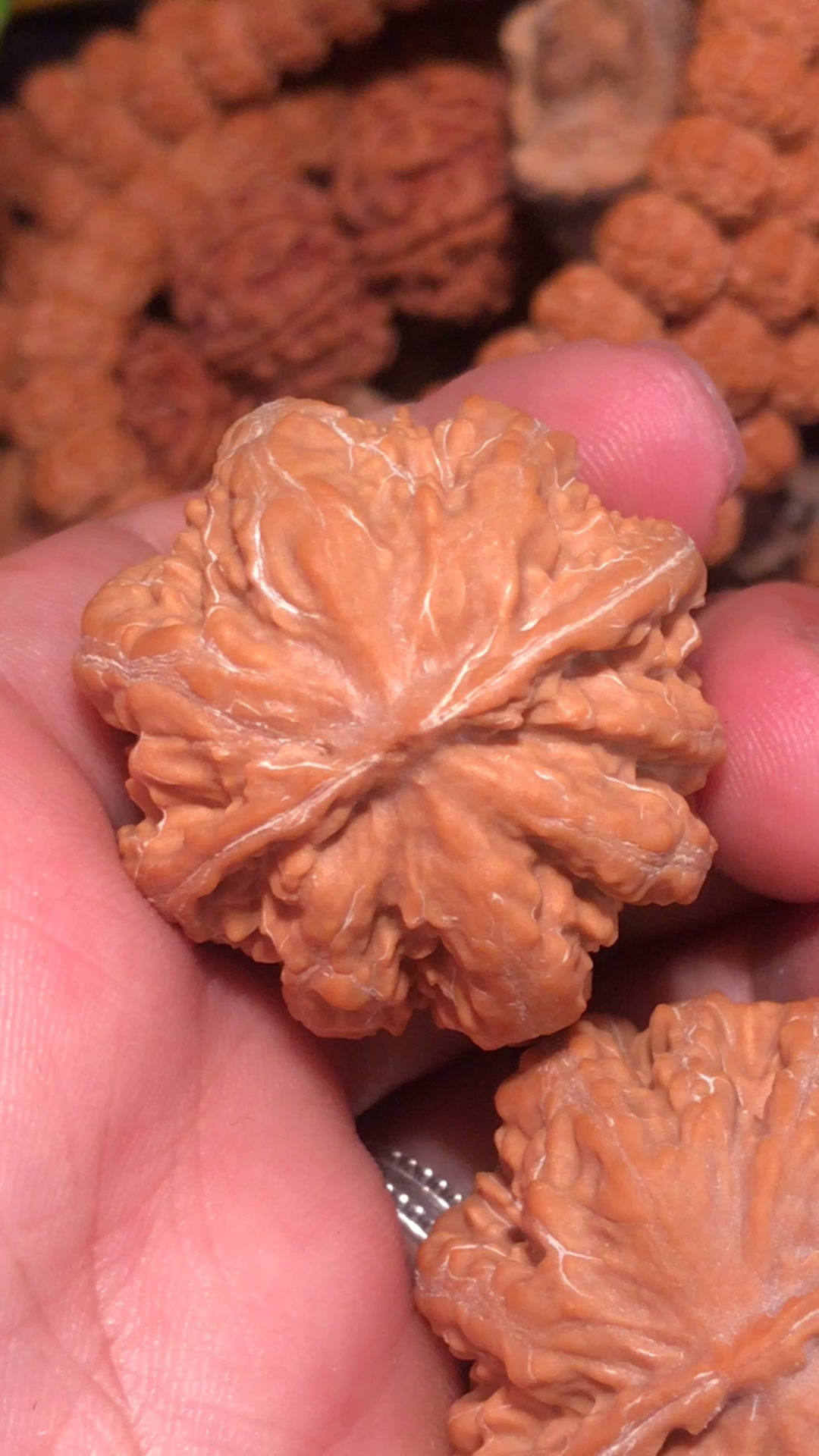 文玩核桃,愣愣突出的野生小八棱-度小视