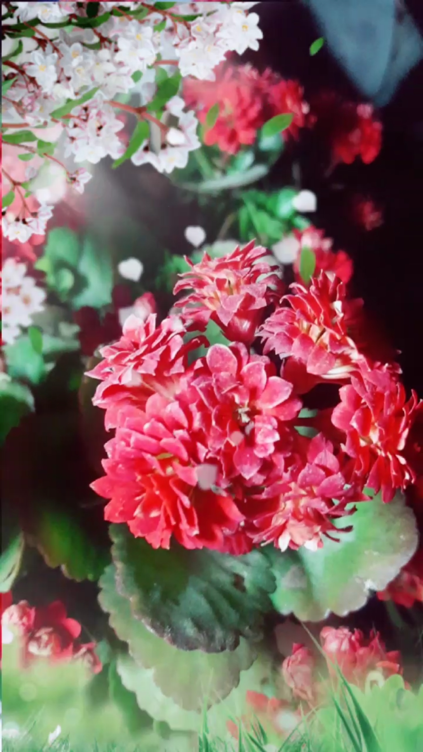 吉祥如意的长寿花火红艳丽,美美哒!