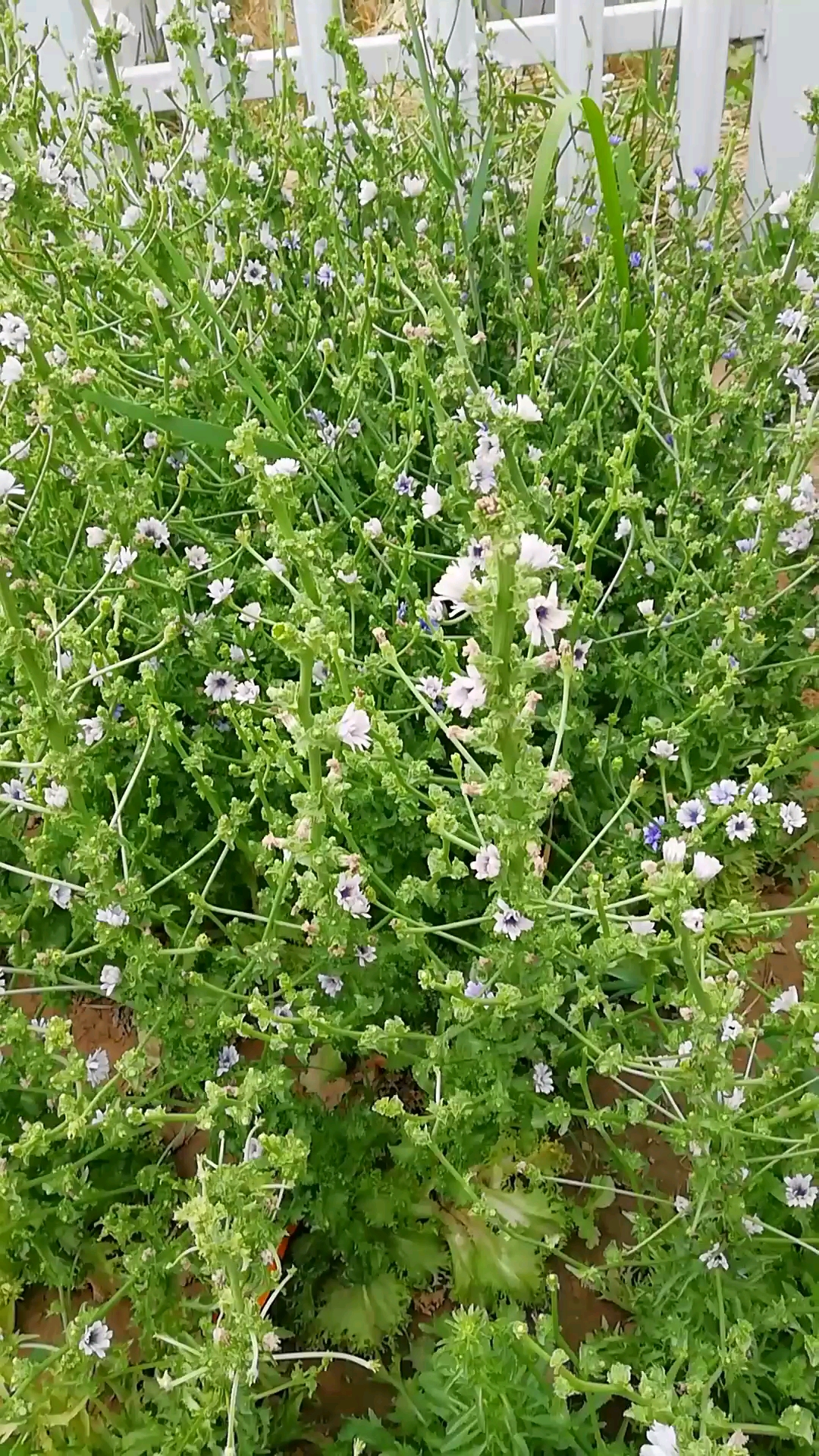 苦菊菜开花接种