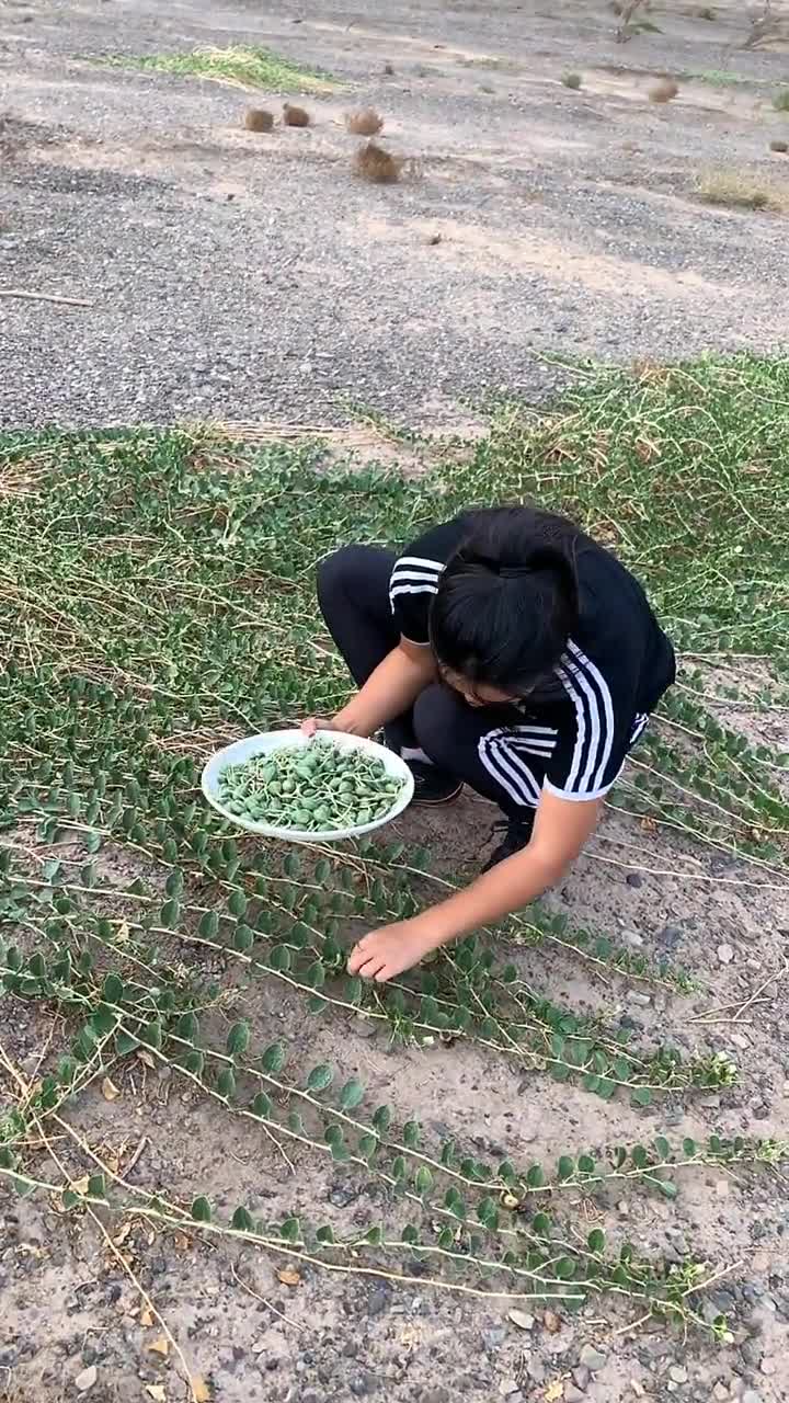 我为家乡农产品代言戈壁滩上宝贝野西瓜泡酒不可食用