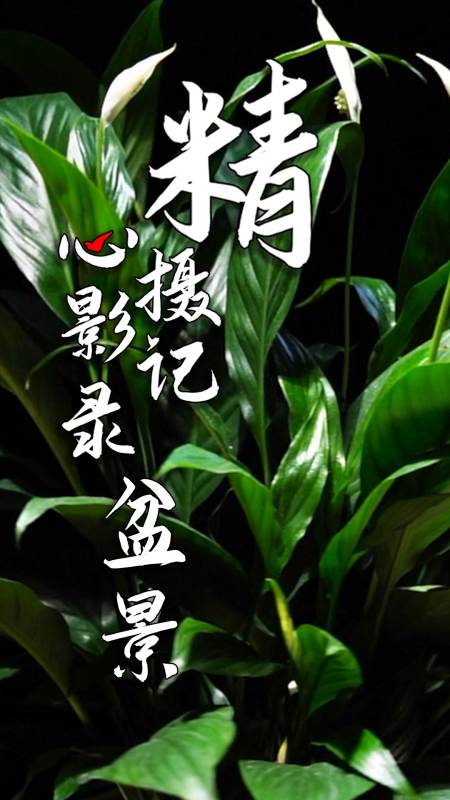 白掌又名白鹤芋.花语是:事业有成,一帆风顺.