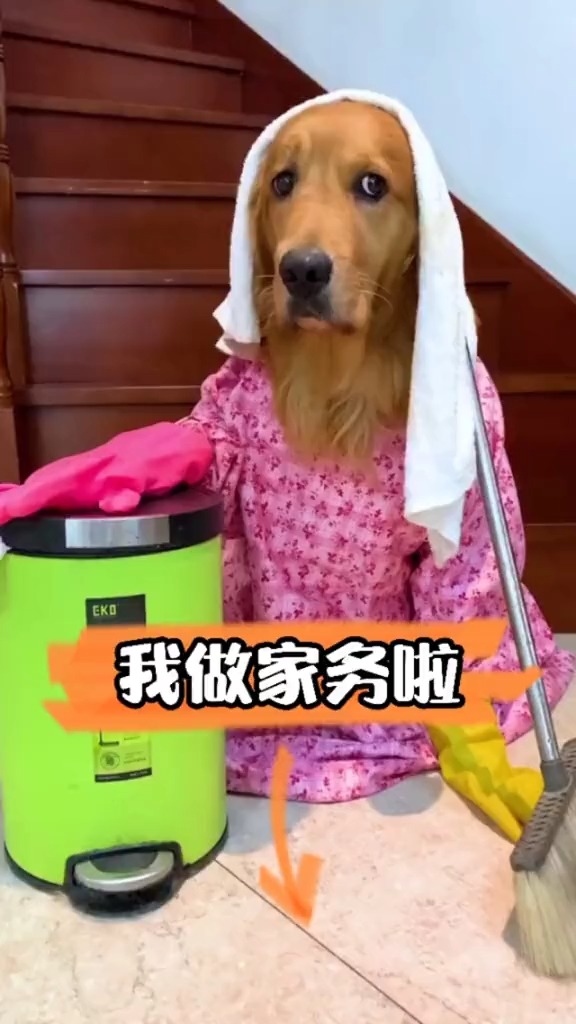 我家萌宠成精了#狗子帮主人做家务