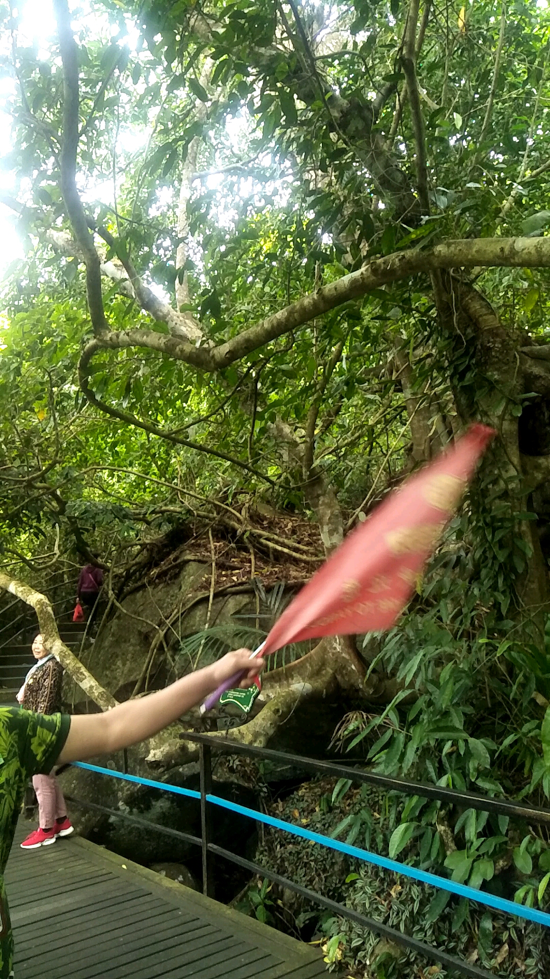 带上全民去旅行#呀诺达热带雨林根抱石