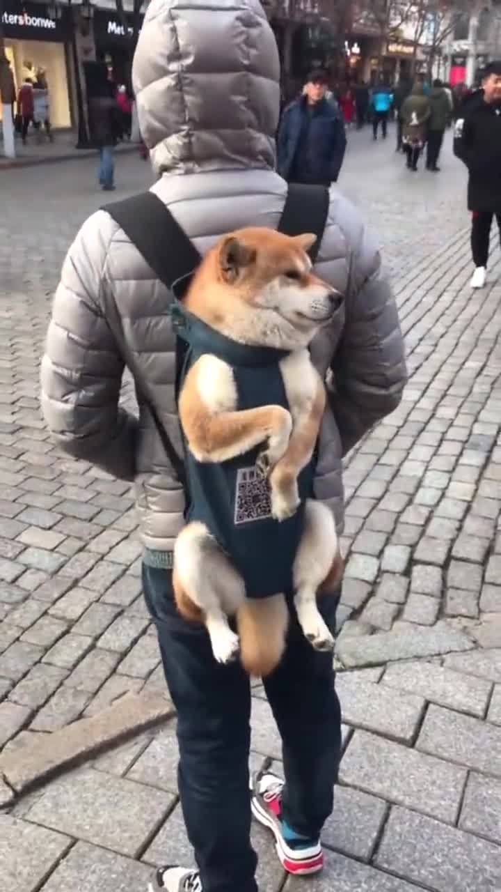 街头偶遇人背狗,看狗狗这腿抖得,也许这个姿势狗狗并不喜欢呢