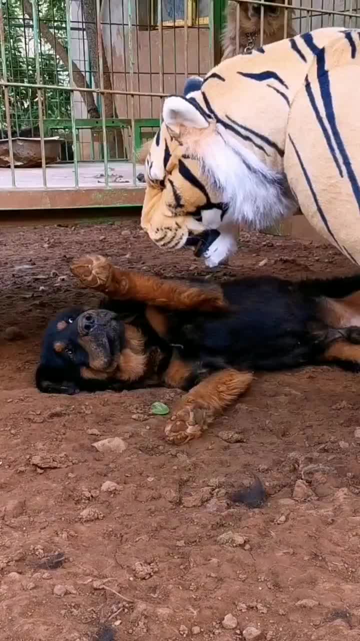 不是说藏獒很猛吗,被一个假老虎吓成这样,一点面子都不要了!