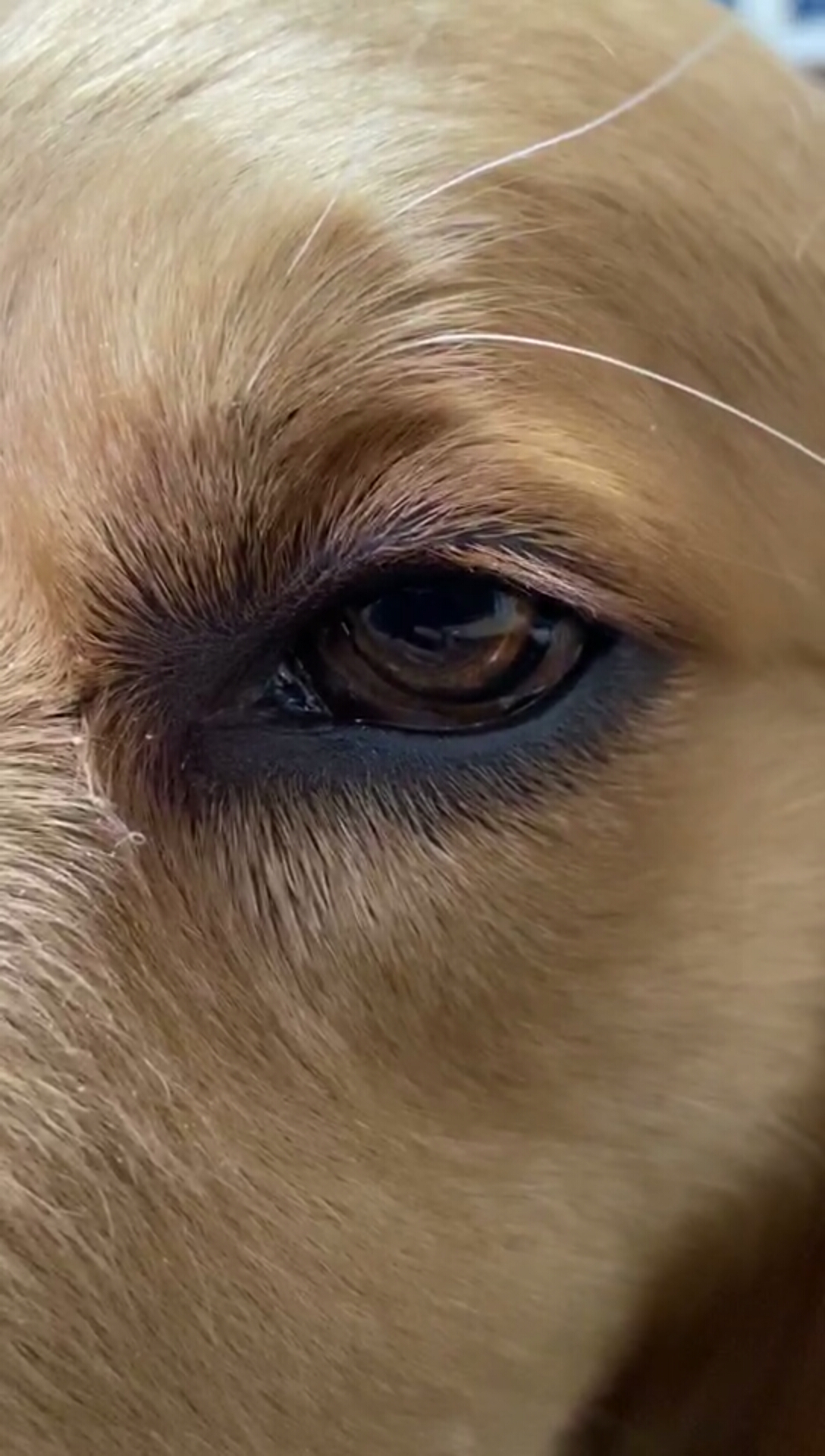 金毛的一天#狗狗也有单眼皮双眼皮,有没有仔细看过你家狗狗-度小视