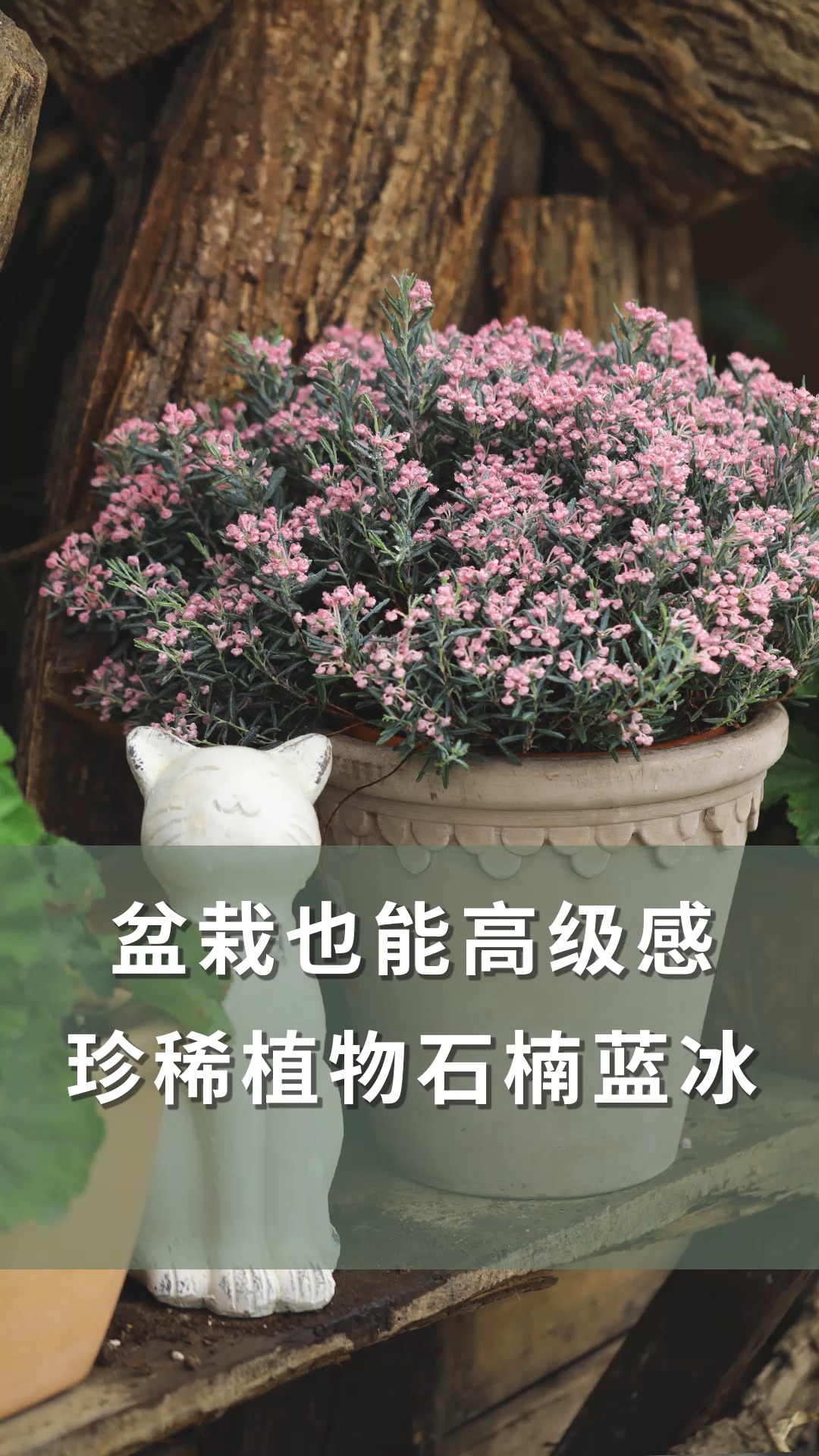 【海妈植物推荐】盆栽也能高级感,珍稀植物石楠蓝冰