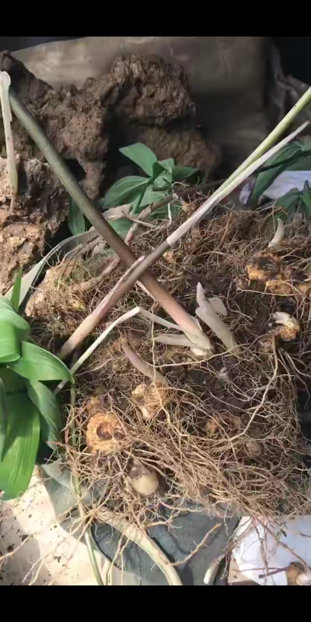 黄精#野外生长十几年的黄精,难得一见