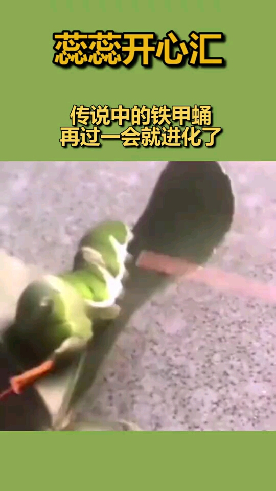 传说中的铁甲蛹再过一会就进化了