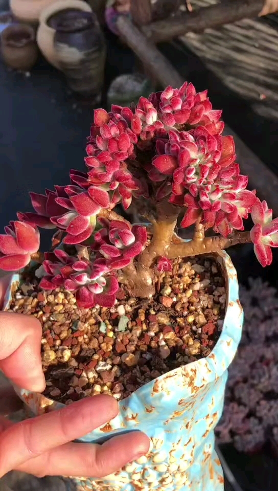 锦晃星缀化,喜欢来点赞