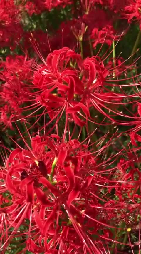 彼岸花美!中國紅鴻運當頭.見者吉祥如意,富貴有餘,六六大順