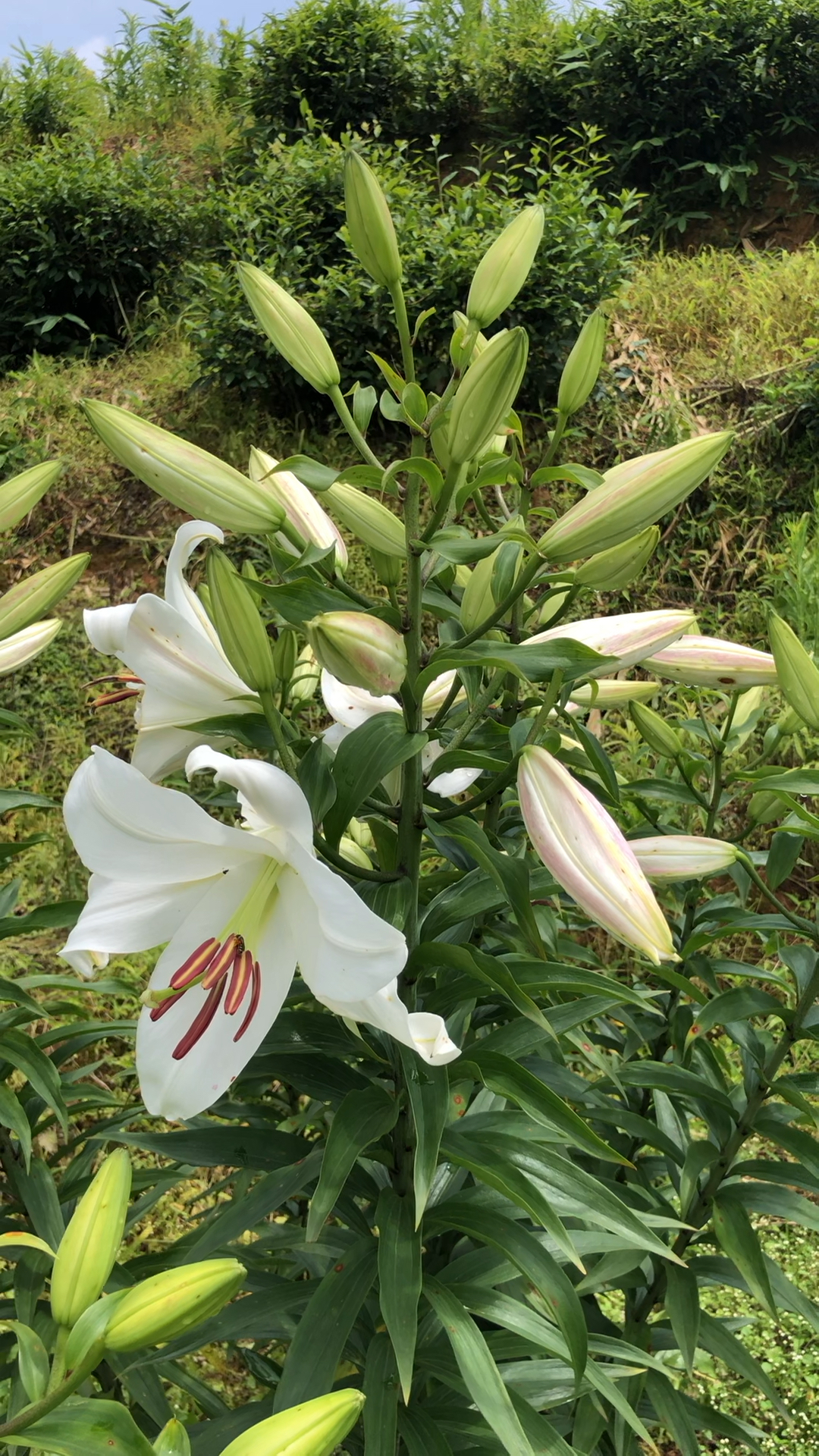 好物推荐#在我的家乡有一片野生状态的的百合花