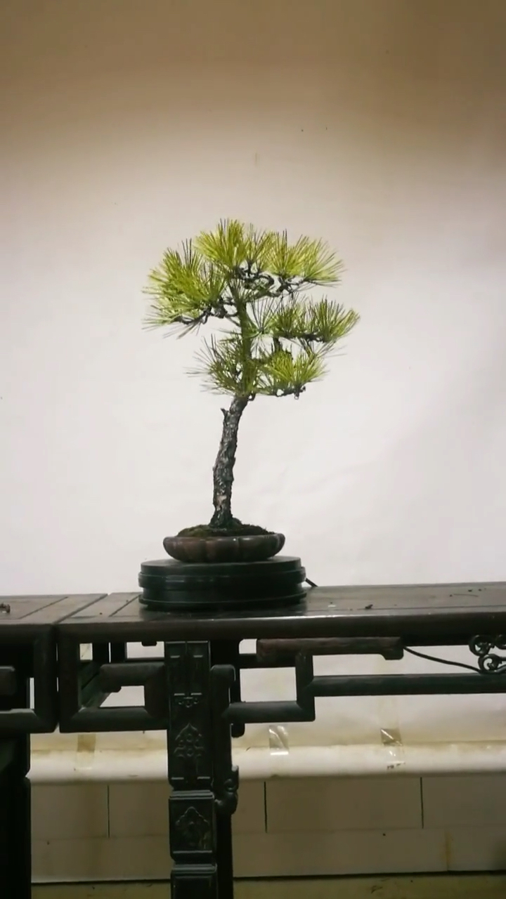 文人造型五针松盆景,简约大气!