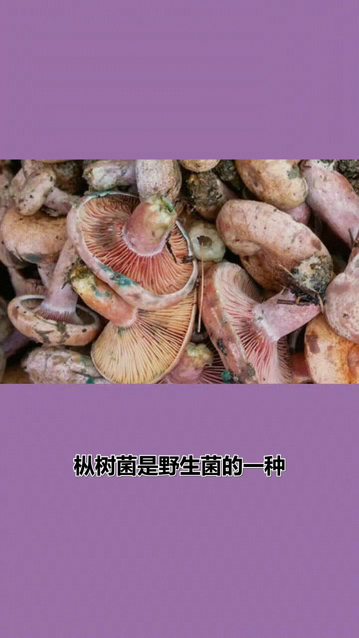 枞树菌是有毒的吗