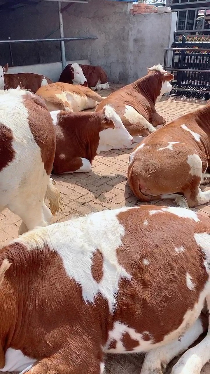 大二岁繁殖母牛