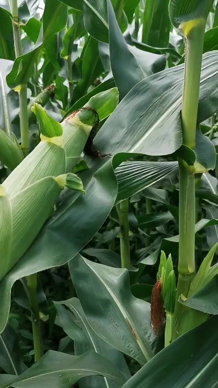 大棒一摆,纵横四海#高产玉米#传播农业小知识