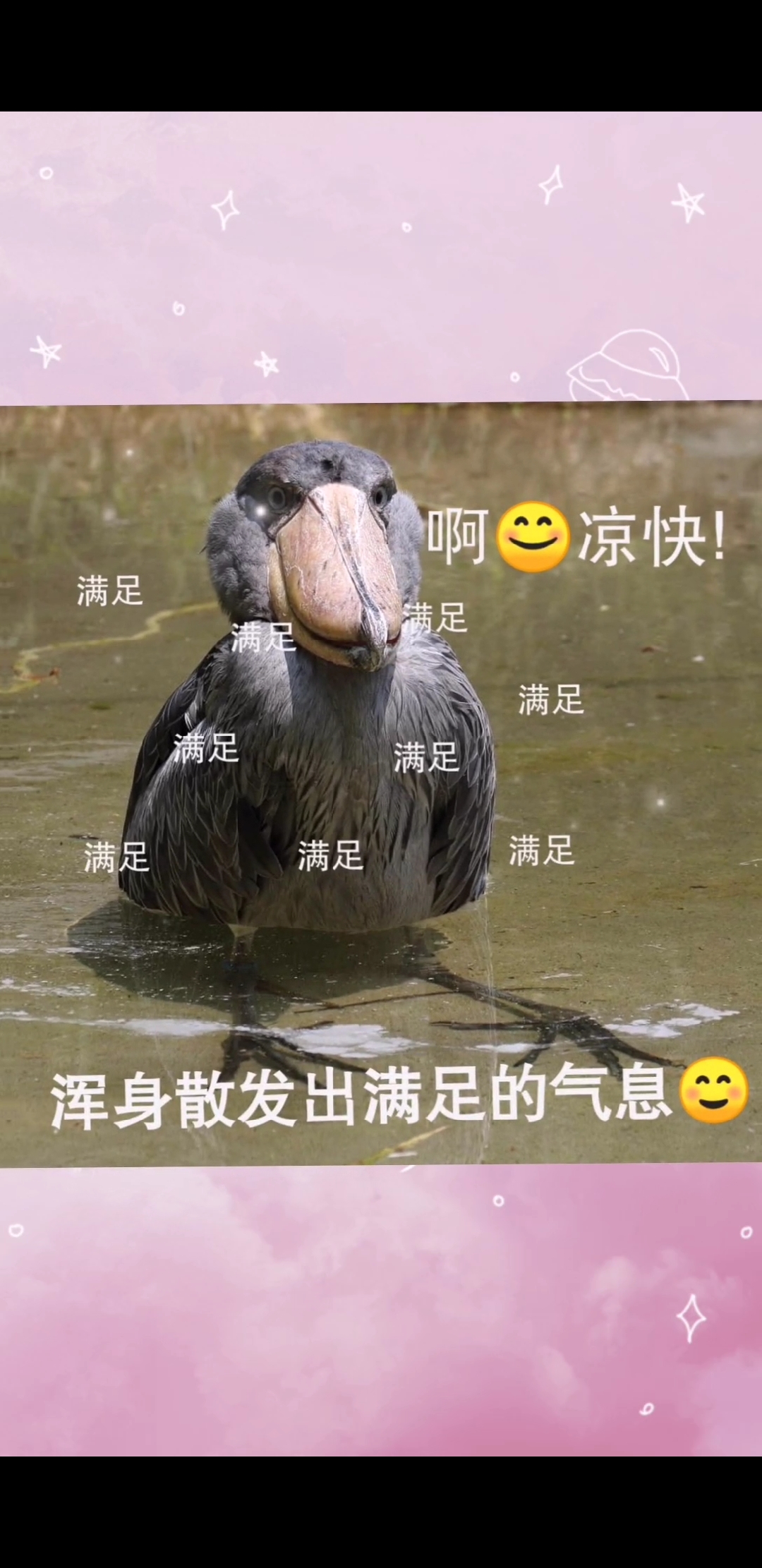 鸟界表情包#鲸头鹳号称鸟界表情包,又被认为是最沙雕的鸟.