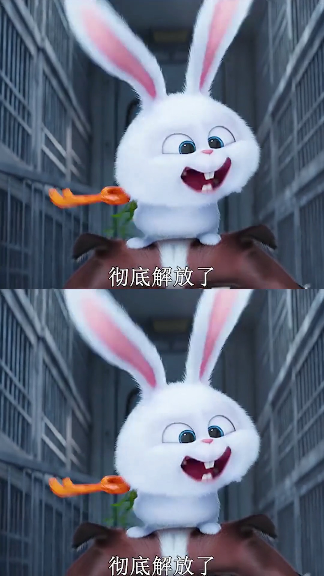 表面看似很可爱的小白兔,实际是凶狠的黑老大!(一)