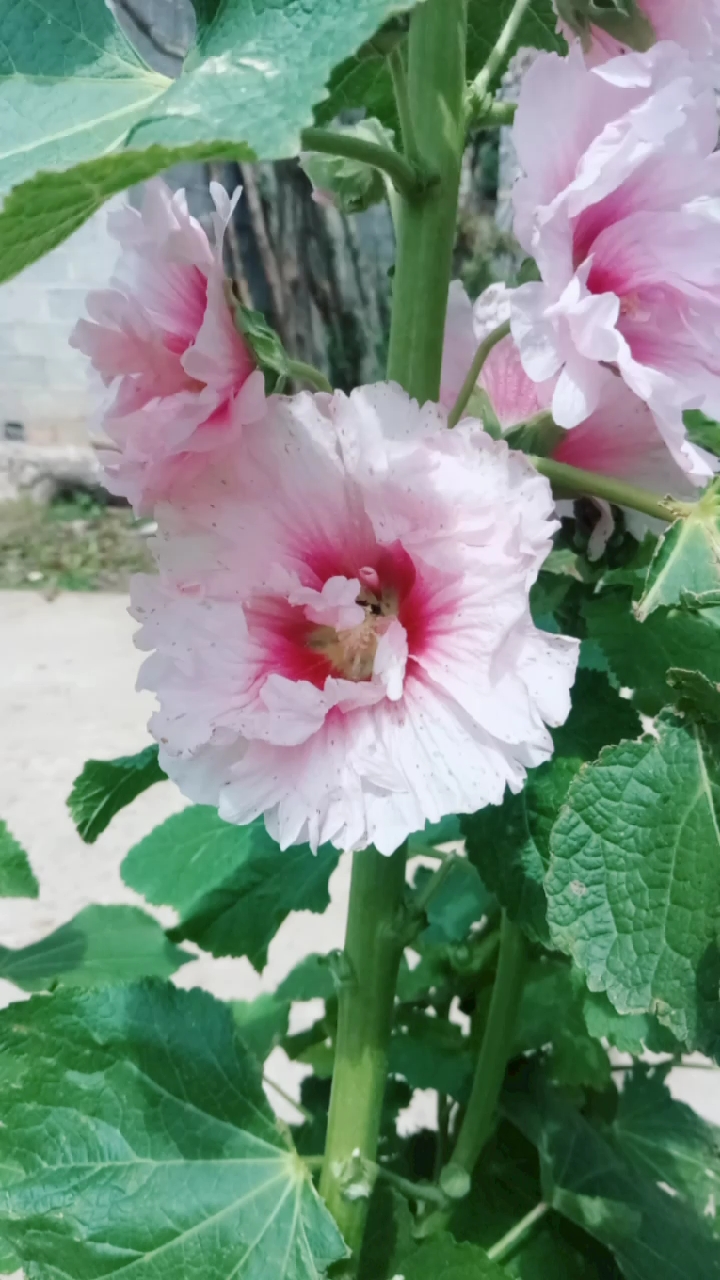 我们老家叫它粑粑花,不知道学名叫啥反正很是漂亮