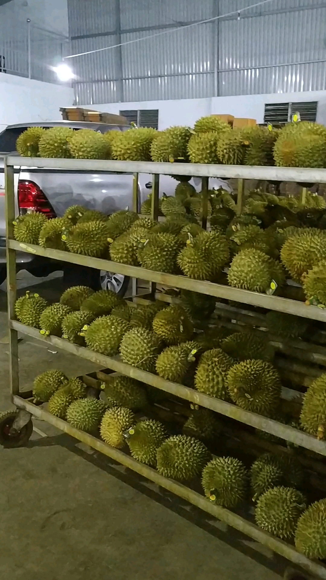 榴莲工厂走走看看,多了解,多观察