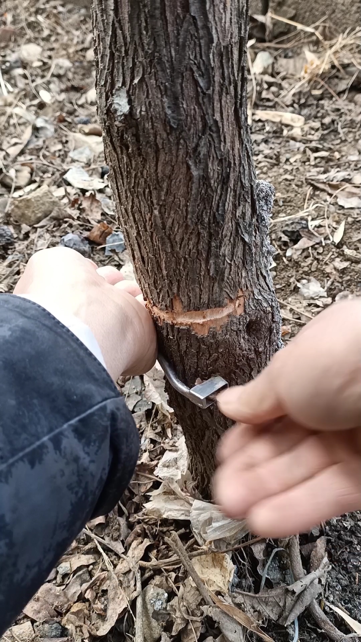 最潮劳动者#十年枣树环割的必要性,提高产量千倍,你怎么看?