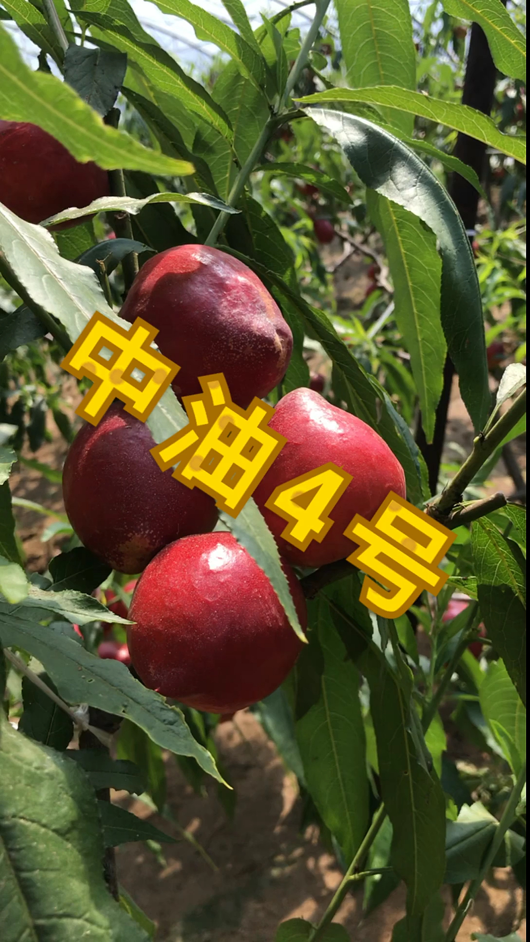 中油4号桃苗#早熟品种