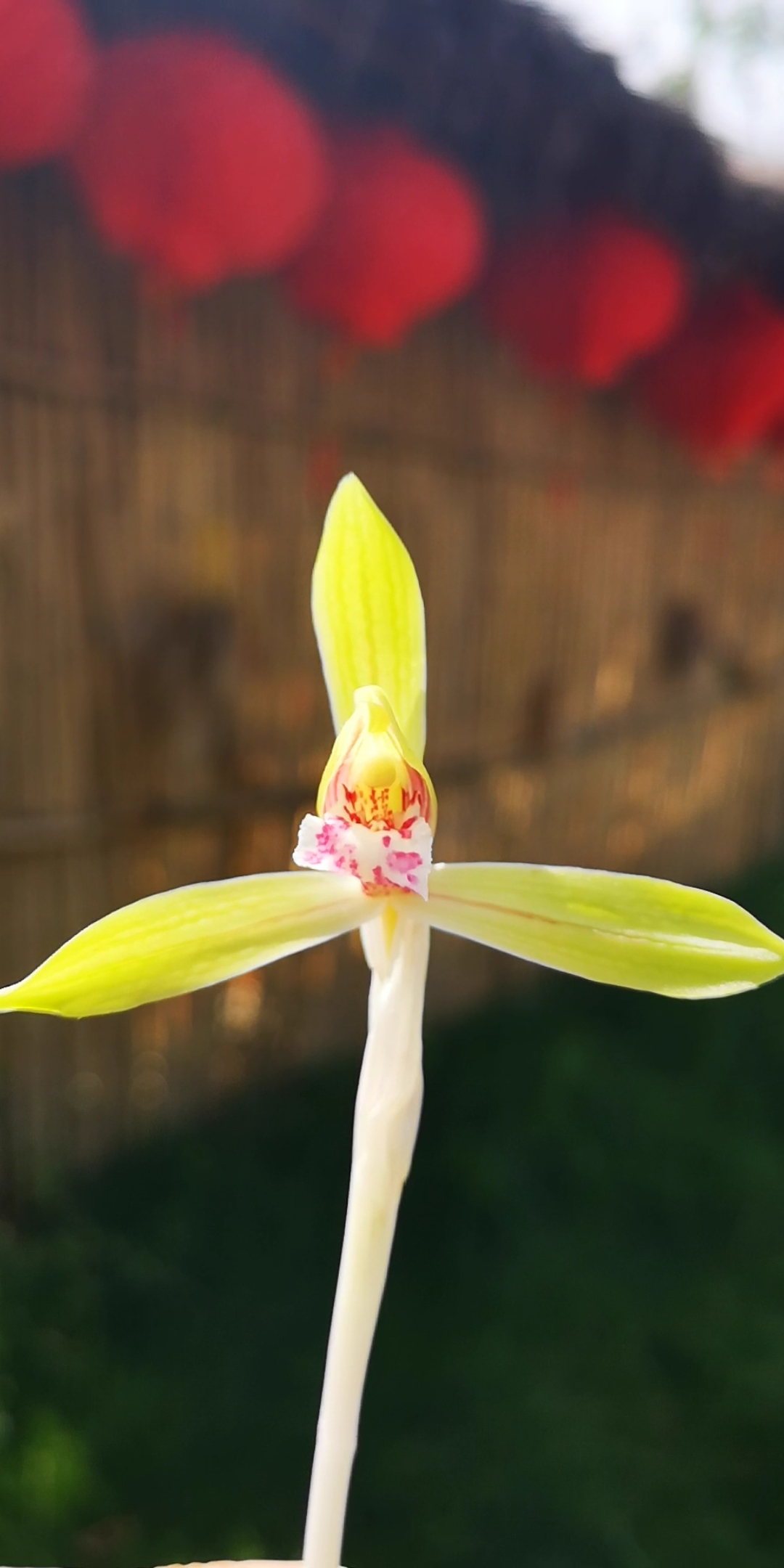兰花技术交流#雨过天晴春兰花开了